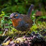 Manzana Limona   – Inversión Sustentable