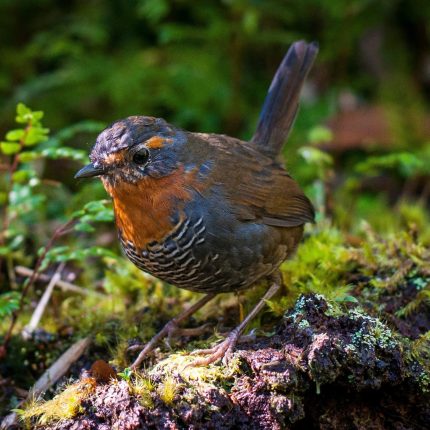 Manzana Limona   – Inversión Sustentable